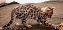 Bengal Cat